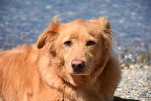 expressief en zoet nova scotia eend tolheffing retriever foto