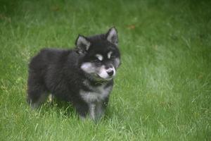 jong pluizig schor puppy in een veld- foto