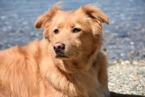 roze neus- nova scotia retriever hond Aan de strand foto