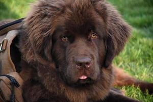 prachtig zoet geconfronteerd bruin Newfoundland hond houdende naar beneden foto