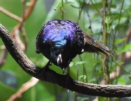 mooi helder blauw veren Aan een Pauw fazant foto