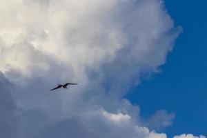 fregat vogelstand kudde vlieg blauw lucht wolken achtergrond in Mexico. foto