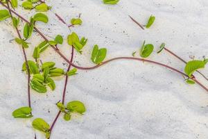 roze Purper ochtend- heerlijkheid geiten voet sluipen strand bloem Mexico. foto