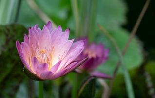 een water lelie met roze bloemblaadjes groeit Aan een meer tussen groen bladeren. foto