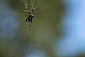 kruis spin kruipen Aan een spin draad. vervaagd. een nuttig jager tussen insecten foto