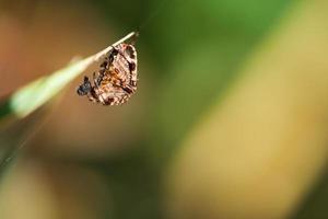 kruis spin ineengedoken, met prooi Aan een blad van gras. een nuttig jager tussen insecten foto