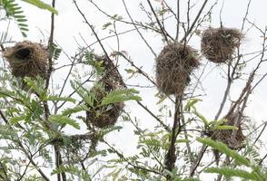 vogel nest Aan top van boom foto