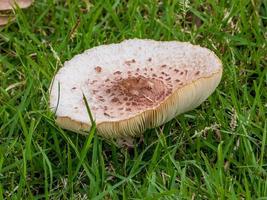 paddestoelen bloeien in de tuin foto