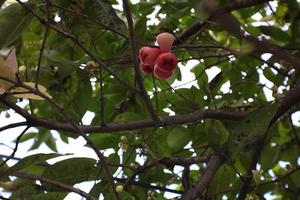 water guava dat kan worden geoogst smaakt vers en zoet. foto