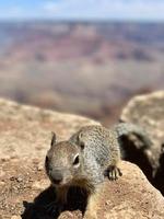 detailopname van eekhoorn Aan rots Bij groots Ravijn nationaal park foto