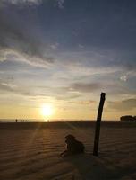 zonsondergang Aan de strand met een hond foto