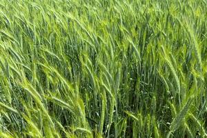 groen aartjes van tarwe in de agrarisch veld. achtergrond. foto