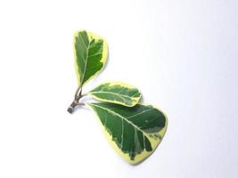 ficus deltaspier is een sier- boom. de uiterlijk van de bladeren is Leuk vinden een hart. de bladeren komen in twee kleuren, wit en groente. geplaatst Aan een wit achtergrond foto