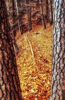 kleurrijk herfst bladeren van bomen Aan moutain pad in de bladverliezend Woud foto