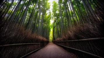 Bamboo Bos foto