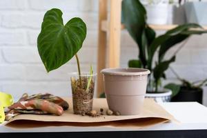 verplanten een huis fabriek philodendron verrucosum in een pot. een vrouw planten een stengel met wortels in een nieuw bodem. zorgzaam voor een ingemaakt plant, handen detailopname foto