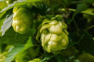 landbouw en landbouw concept. groen vers rijp biologisch hop kegels voor maken bier en brood, dichtbij omhoog. vers hop voor brouwen productie. hop fabriek groeit in tuin of boerderij. foto