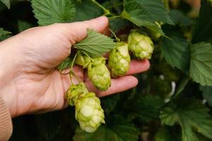 landbouw en landbouw concept. vrouw boerderij arbeider hand- plukken groen vers rijp biologisch hop kegels voor maken bier en brood. vers hop voor brouwen productie. hop fabriek groeit in tuin of boerderij. foto