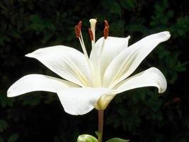 kant visie van wit bloeien lilium dichtbij omhoog buitenshuis foto