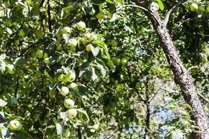 oud appel boom met groen fruit in boomgaard foto