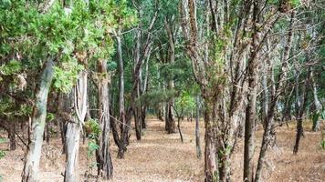 eucalyptus bosje in Sicilië foto