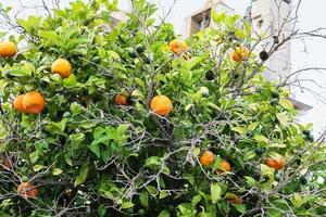 mandarijn- boom en middeleeuws Faro kathedraal foto