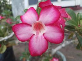 mooi bloem adenium zwaarlijvig roze bloem - roze Japans Cambodjaans bloem foto