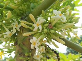 mannetje papaja bloem foto