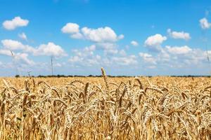 oren van rijp tarwe in landelijk veld- onder blauw lucht foto