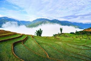 terrasvormige rijstvelden in sapa, lao cai, vietnam