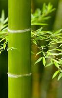 bamboe foto