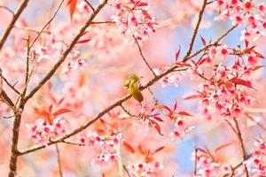 vogel met witte ogen op kersenbloesem en sakura foto
