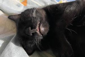 schattig weinig zwart katje slaapt Aan vacht tapijt. beeld van aanbiddelijk zwart kat genieten Aan warm bed foto