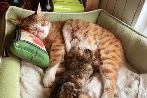 kat verpleging haar weinig katjes, dichtbij omhoog. moeder pluizig kat zwanger geven geboorte. baby kittens drinken melk van hun mama's borst. foto