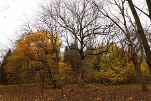 herfst landschap wild Woud met esdoorn- bladeren en bomen foto
