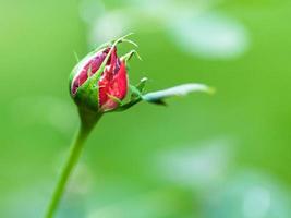 rood roos knop buitenshuis foto