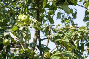 appel boom met groen fruit in dorp tuin foto