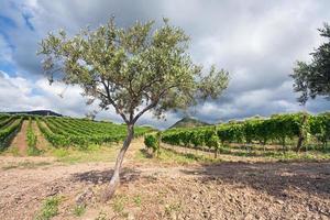 olijf- tuin en wijngaard Aan teder helling in Etna regio, Sicilië foto