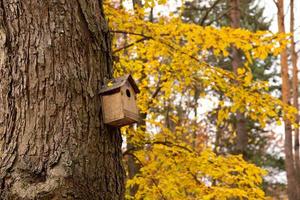 spreeuw huis Aan boom in herfst park foto