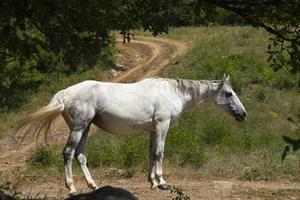 wit paard Aan een berg weiland. dieren in de wild. foto