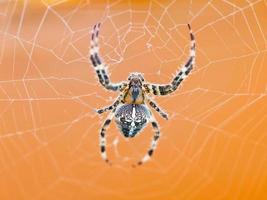 top visie van spin Bij spinneweb foto