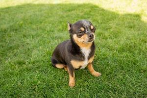 hond ras chihuahua driekleur zwart bruin wit. een mini hond is zittend Aan een groen gazon. foto