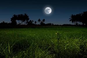 maanlicht nacht over- groen veld. foto