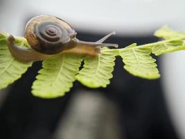 tuin slak of Aziatisch zwerversnagel Aan varen blad in de ochtend, extreem dichtbij omhoog, geselecteerd focus foto