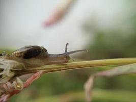 tuin slak of Aziatisch zwerversnagel Aan varen blad in de ochtend, extreem dichtbij omhoog, geselecteerd focus foto