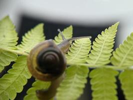 tuin slak of Aziatisch zwerversnagel Aan varen blad in de ochtend, extreem dichtbij omhoog, geselecteerd focus foto