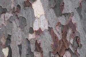 schors van een plataan boom, textuur, oud hout, patroon, plataan huid, natuurlijk vlak boom camouflage materiaal, detailopname, biologisch getextureerde oppervlak. foto