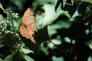 mooi oranje vlinder Aan een bloem of tak, kleurrijk zomer flora buitenshuis, levendig zonnig groen tuin, bloesem bloemen achtergrond met insecten. foto