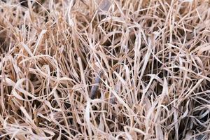 dichtbij omhoog van een stapel van droog bruin gras, structuur van een gouden rietje, detailopname van goud tarwe hooi, droog uit herfst landelijk veld- buitenshuis. foto