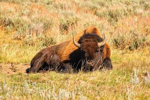 geïsoleerd bizon rust Aan een zonnig middag in yellowstone nationaal park foto